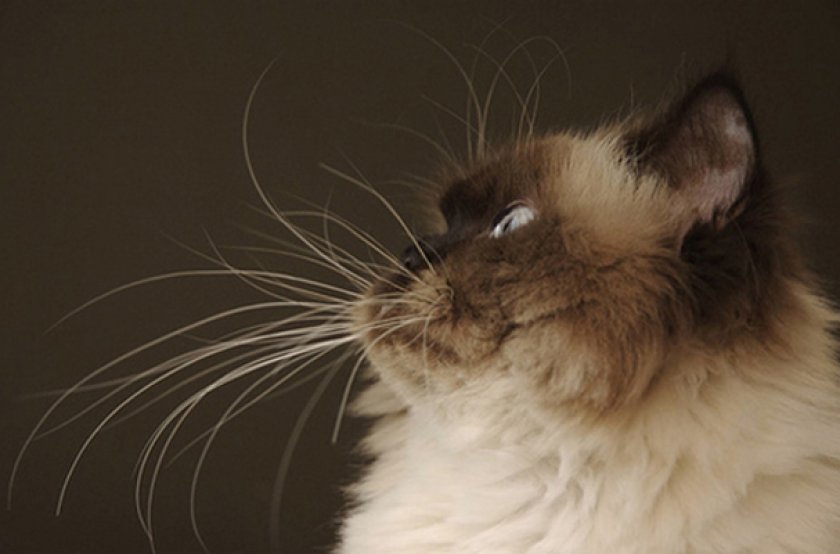 Вибриссы кошки Вибриссы кошки