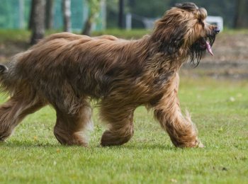 Французский шарм и диковатый вид: знакомство с породой собак бриар