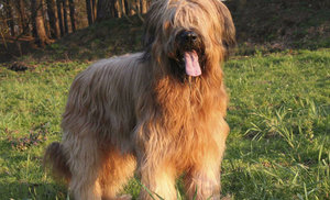 Французская овчарка породы бриар