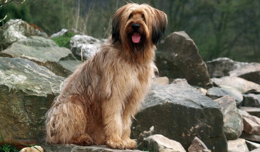 Французская овчарка породы бриар