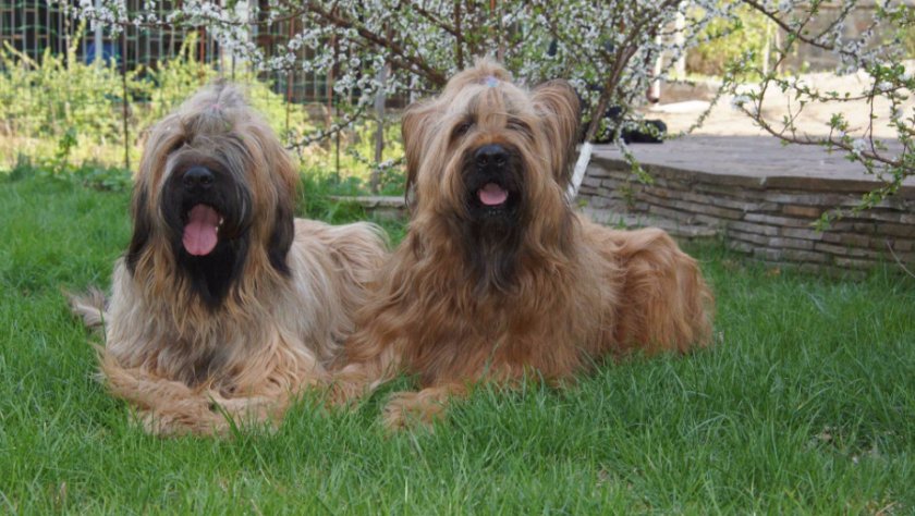 собаки собаки