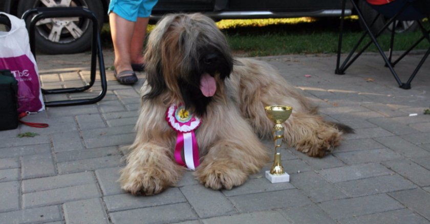 собака собака