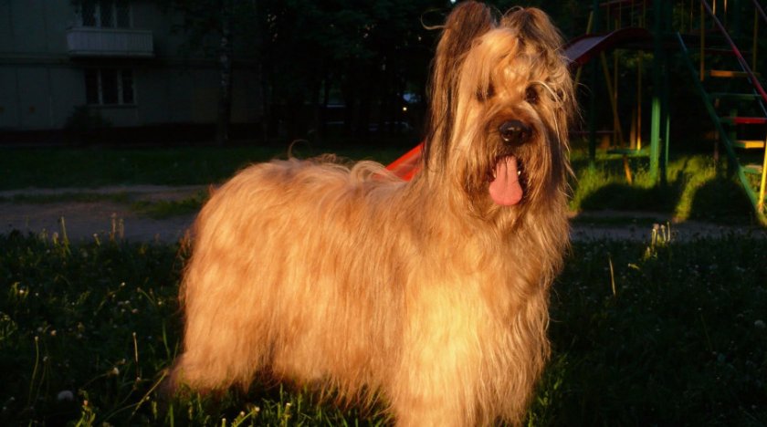 собака собака