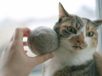 Почему у кота выпадает шерсть и появляются проплешины: что делать