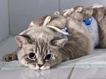 Питание, последствия и послеоперационный уход после стерилизации кошки