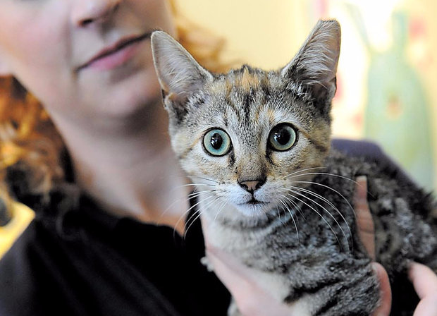 Кошка Кошка