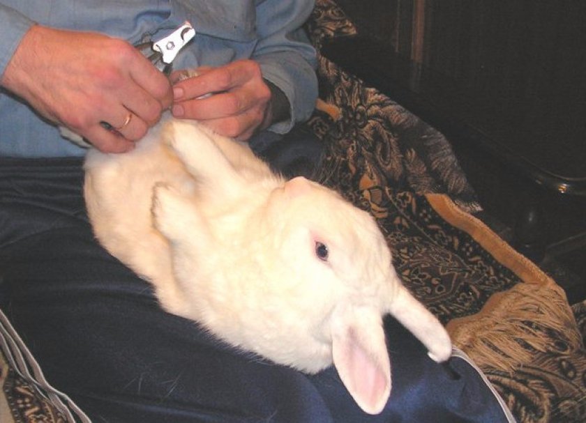 Подрезание когтей кролику