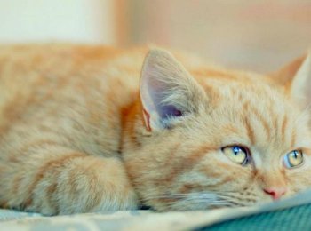 Огуречный цепень у кошек: как проявляется, чем опасен, как выявить и лечить