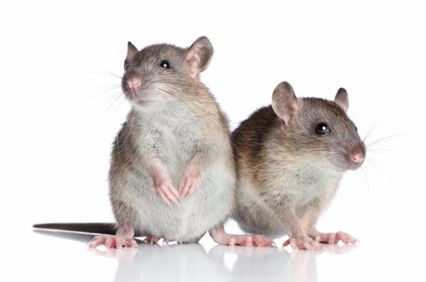 Крыса Дамбо: особенности вида, уход и содержание