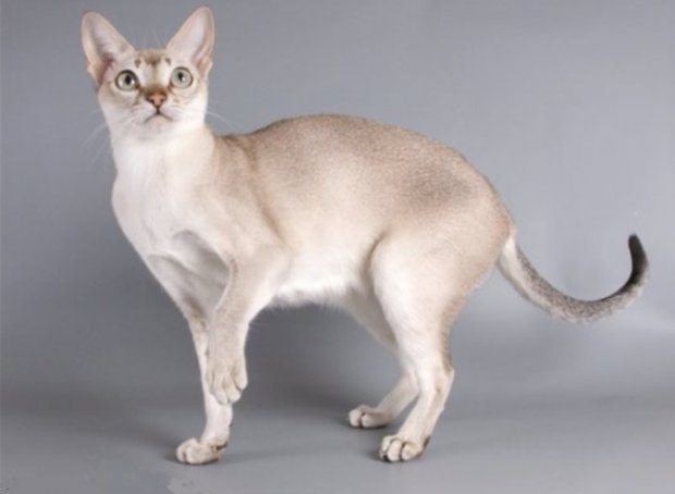 Сингапурская кошка Сингапурская кошка