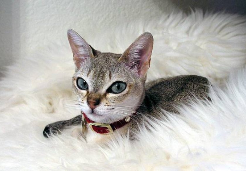 Котята сингапура
