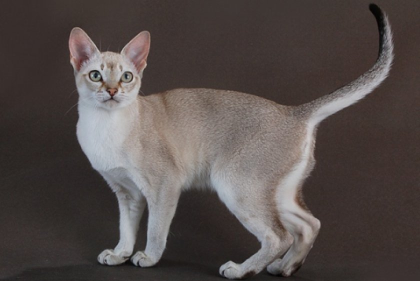Сингапурская кошка