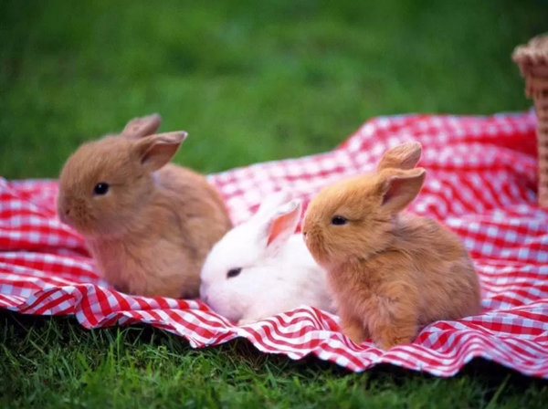 Декоративные кролики – уход и содержание в домашних условиях