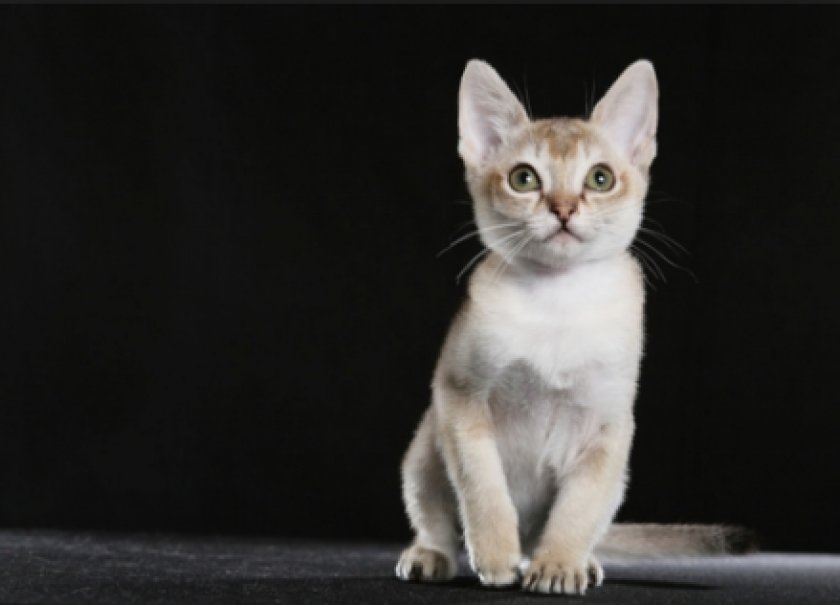 Сингапурская кошка
