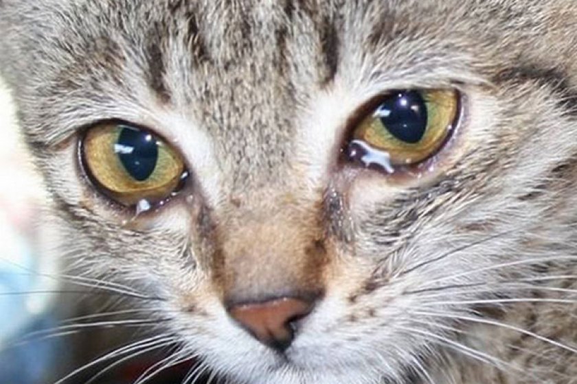 Слезятся глаза у кошки Слезятся глаза у кошки