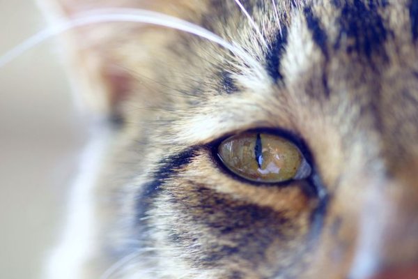 Что делать если у кошки слезится глаз