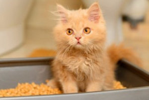 Как быстро приучить кота к лотку