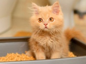 Как быстро приучить кота к лотку?