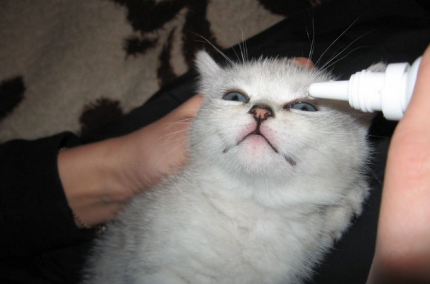 Лечение кошки Лечение кошки