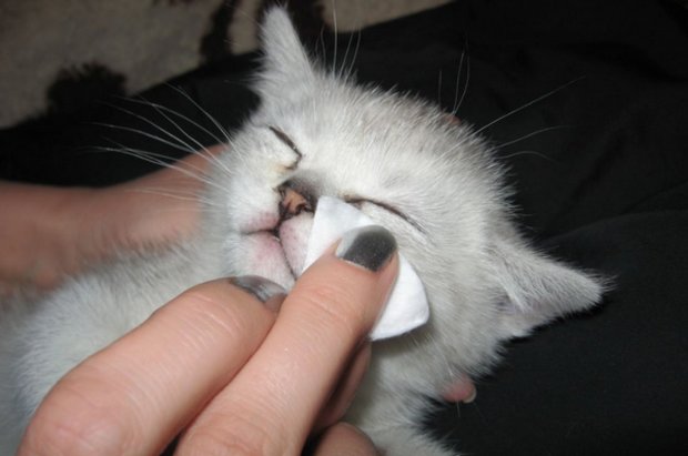 Лечение кошки Лечение кошки