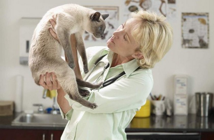 Слезятся глаза у кошки