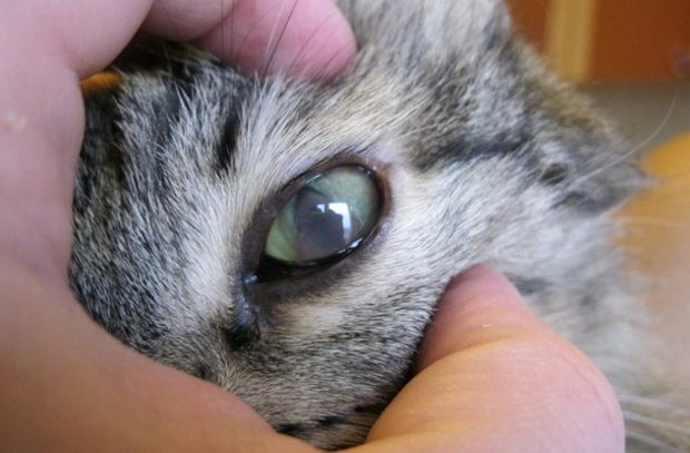 Лечение кошки Лечение кошки