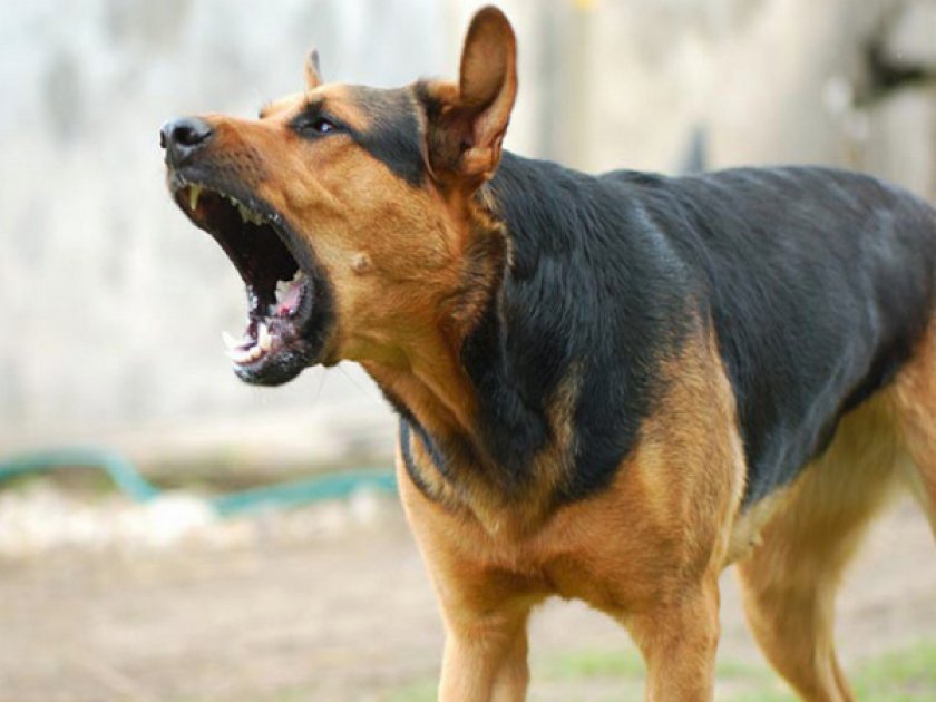 Нападение собаки