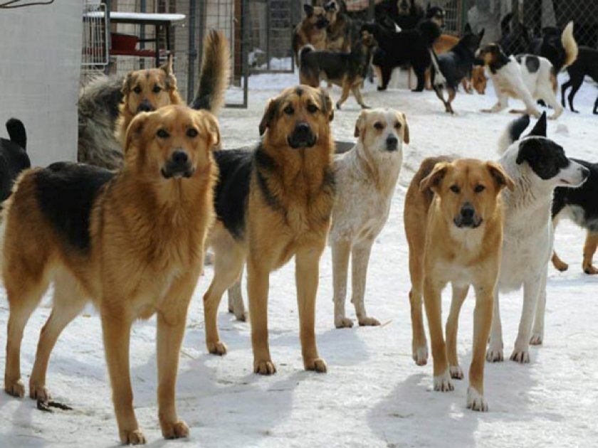 Стаи бездомных собак Стаи бездомных собак