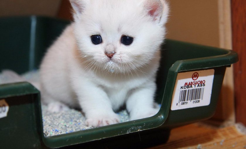 Как быстро приучить кота к лотку