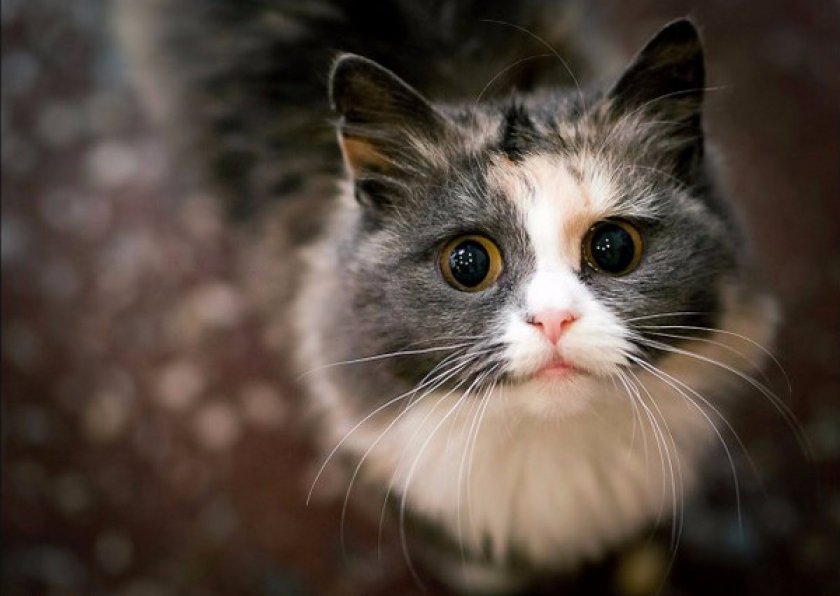 мяуканья кошек