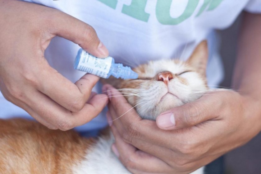 Профилактика Профилактика