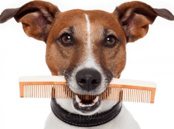 Принудительная линька, или что такое тримминг