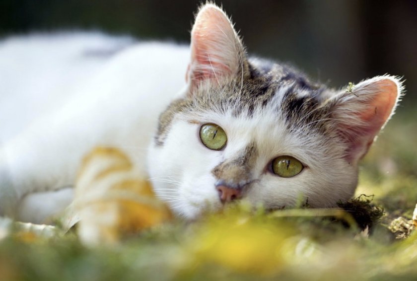 Заболевания хвостатых