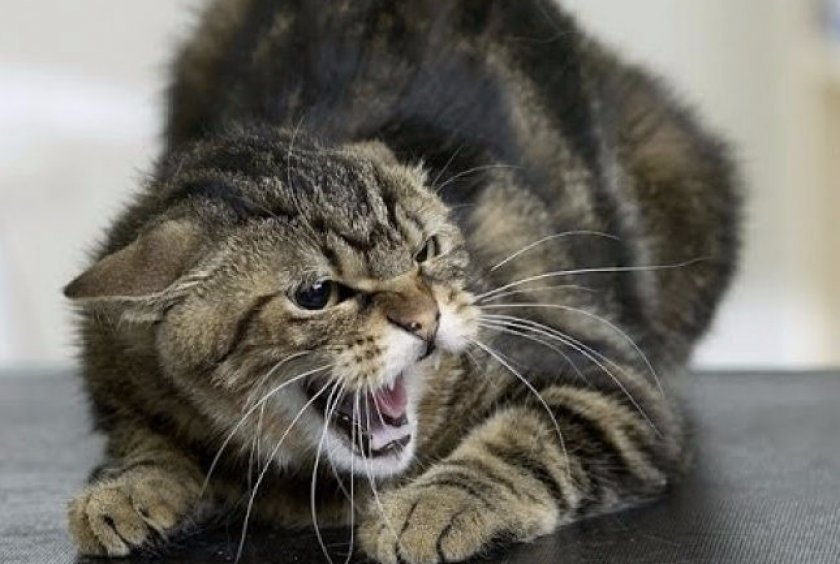 Бешенство кошки