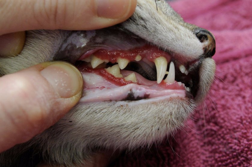 Кальцивироз