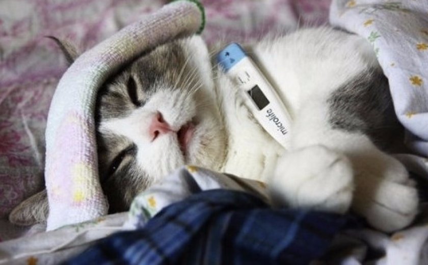 Болезни кошек