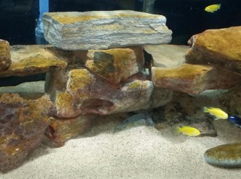 Как бороться с диатомовыми водорослями в аквариуме: эффективные методы