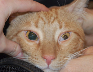 Третье веко у кота: как проявляется, что делать, как лечить