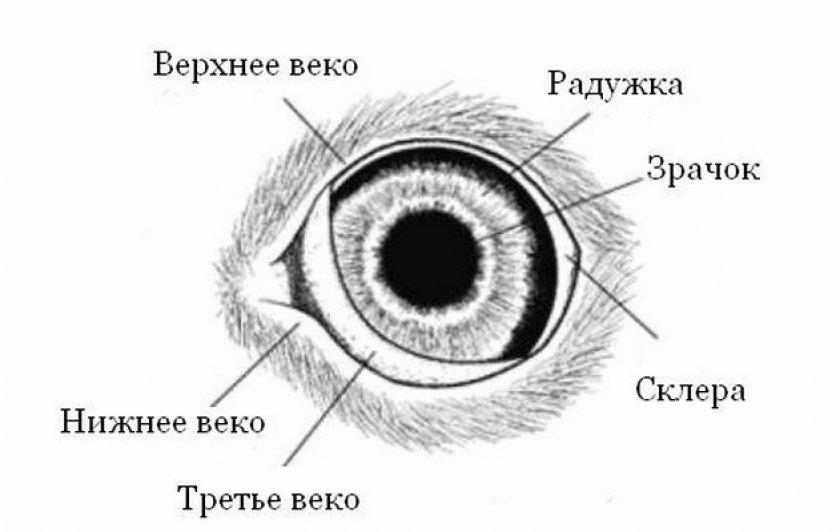 Что такое третье веко у кошек