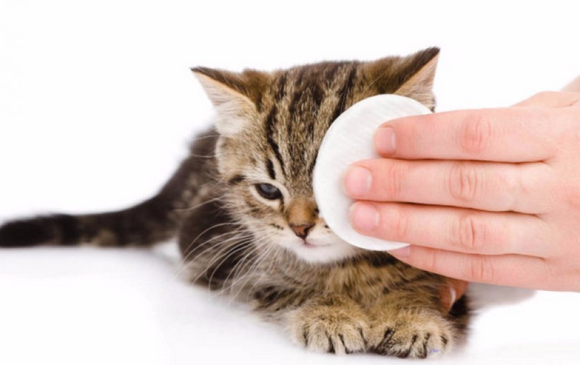 Что делать: как лечить кошку Что делать: как лечить кошку