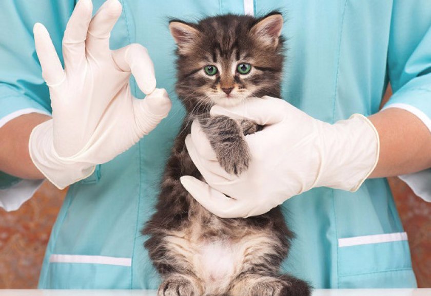 Что делать: как лечить кошку