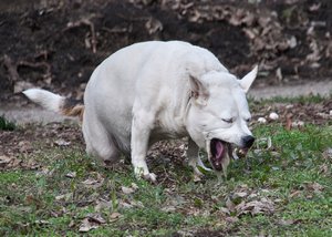 Рвота у собак