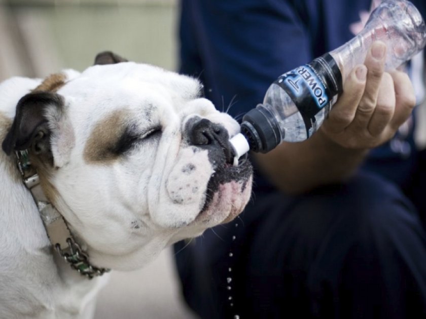 Собака пьет воду