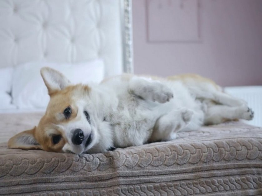 Собаку тошнит