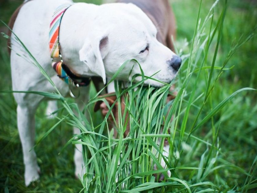 Собака ест траву