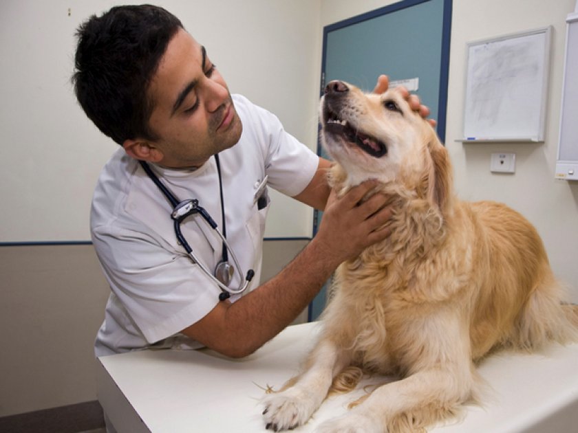 Собака у ветеринара