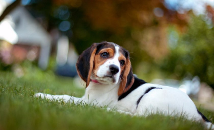 грустная собака