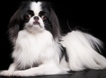 Древняя жизнерадостная комнатная порода собак японский хин