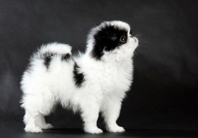 японский хин японский хин