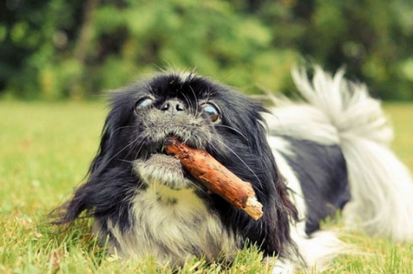 японский хин японский хин